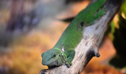 chameleon on a branch