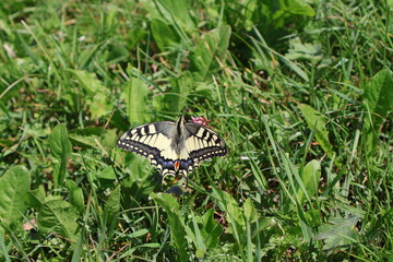 A close up shot of a butterfly in the wild, high up in the swiss alps, taken in obersaxen, switserland.