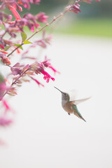 Hummingbird Hovering, Feeding on Flowers