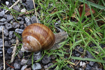 A close up photo of a snail in the wildernis, up in the swiss alps in Obersaxen, Switserland.