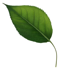 Obraz premium pear leaf