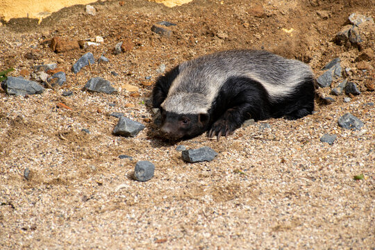 Honey badger 