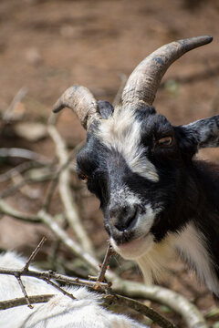 goat pygmy holland 