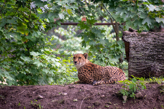 Cheetah 