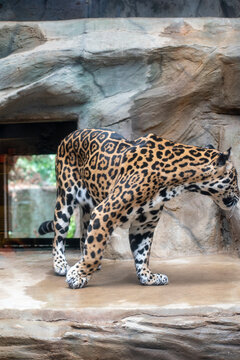 Jaguar 
