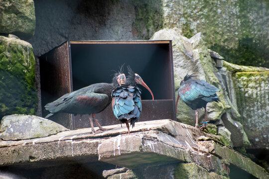 Northern bald ibis