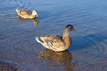 Female mallard on the beach with a friend