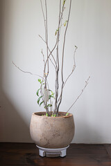 Large clay planter flower pot.