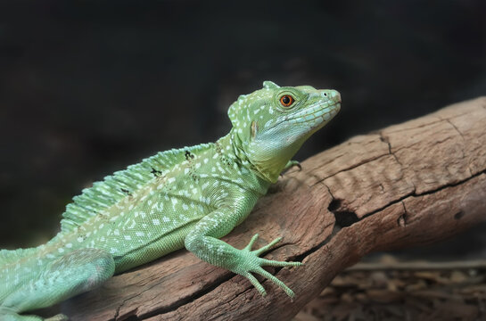 Plumed basilisk (Basiliscus plumifrons), also known as the green basilisk.