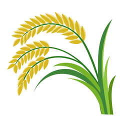 The rice plants are ready for harvest.