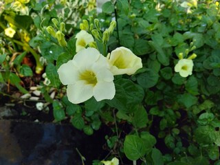 Close up of beautiful Asystasia gangetica Flowers, commonly known as the Chinese violet, coromandel or creeping foxglove with leaves on blurry background,