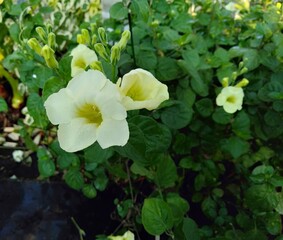 Close up of beautiful Asystasia gangetica Flowers, commonly known as the Chinese violet, coromandel or creeping foxglove with leaves on blurry background,