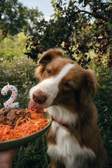 Pet's birthday party. A brown Australian Shepherd sits in the garden next to an apple tree and a birthday cake with meat and carrots. Aussie dog celebrates 2 years.