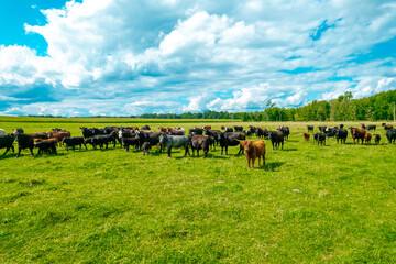 Aerial view of a meadow with cows Grazing in Green Field, Michigan 