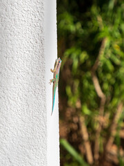 An ornate day gecko climbing a white wall in the sun in Mauritius