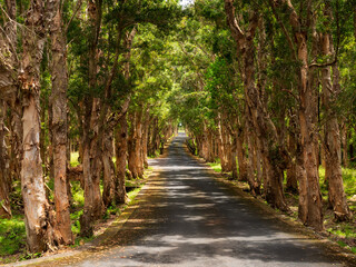 Looking down an avenue of paper bark trees on the island of Mauritius