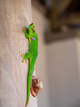 A beautiful, green ornate day gecko climbing a wooden pole in Mauritius