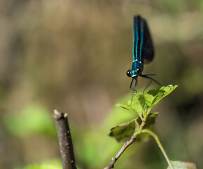 blue dragonfly on a branch