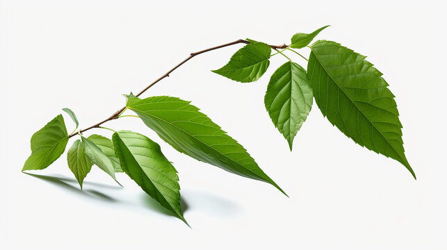 folhas verdes em fundo branco 