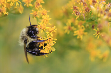 Carpenter bee resting on golden rod flower late summer early morning light