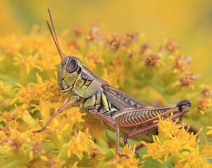 Grasshopper on golden rod flower early morning light late summer