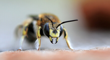 Leaf cutter bee close up of jaws in late summer in early morning light