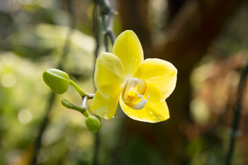 Yellow orchid in the nature garden, morning air