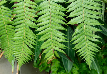 Fern leaves hanging in the garden decoration