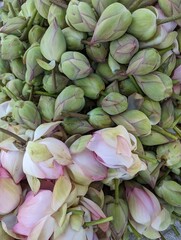Colorful Lotus Buds At Flower Market for Sale. Thovalai, Tamil Nadu