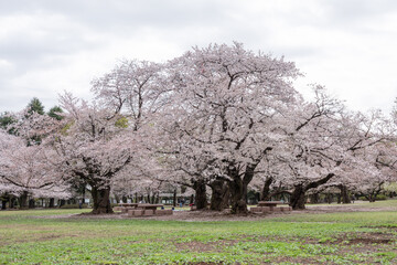 東京都光が丘公園の桜