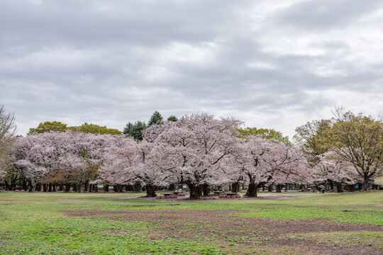 東京都光が丘公園の桜