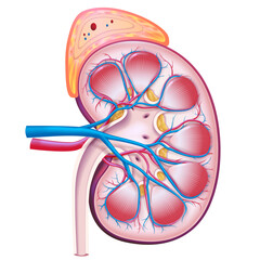 3D illustration, cross-section of human kidney and adrenal glands used in medicine, science, education, industry and commerce.