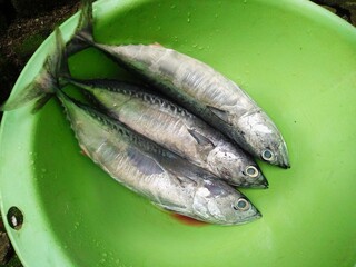 Small mackerel tuna fish inside basin. Raw fish cooking ingredient. Indonesia Seaside fish for cook. 