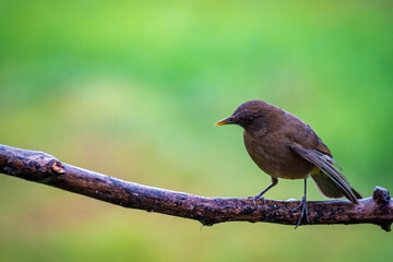 Multi colored bird in Arenal Volcano National Park (Costa Rica)