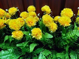 Close up, Beautiful artificial green plant yellow flowers on wooden wall background. artificial flowers for decoration without the care.
