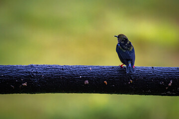 Multi colored bird in Arenal Volcano National Park (Costa Rica)