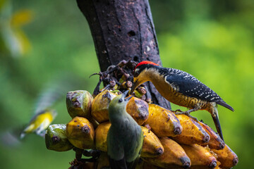 Multi colored bird in Arenal Volcano National Park (Costa Rica)