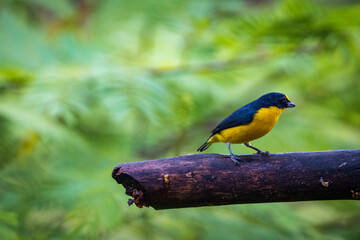 Multi colored bird in Arenal Volcano National Park (Costa Rica)