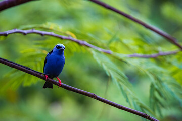 Obraz premium Multi colored bird in Arenal Volcano National Park (Costa Rica)