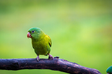 Multi colored bird in Arenal Volcano National Park (Costa Rica)