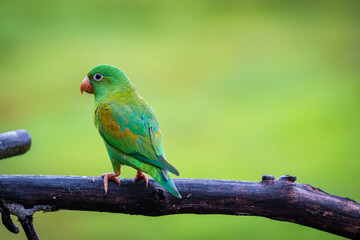 Multi colored bird in Arenal Volcano National Park (Costa Rica)