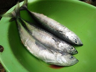 Small mackerel tuna fish inside basin. Raw fish cooking ingredient. Indonesia Seaside fish for cook. 