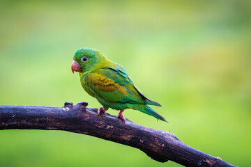 Multi colored bird in Arenal Volcano National Park (Costa Rica)