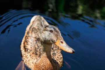 close up of a duck