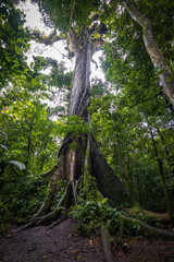 Fototapeta premium View of Arenal Volcano National Park (Costa rica)