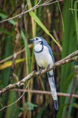 Multi colored bird in Arenal Volcano National Park (Costa Rica)