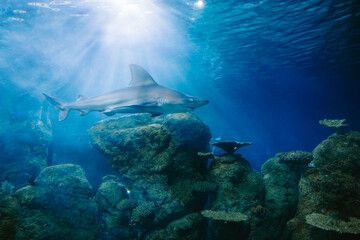 shark in sun ray