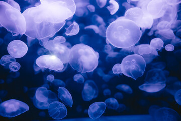 jellyfish in the blue water