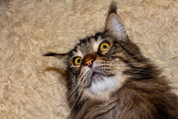 Portrait of a gray Maine Coon cat named Fedor