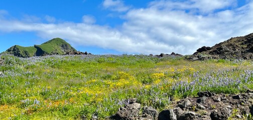 Beautiful and colorful wild flowers blooming in the field in Westman Islands, Iceland